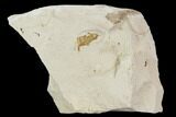 Fossil Pea Crab (Pinnixa) From California - Miocene #128096-1